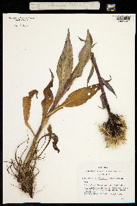 Saussurea pycnocephala image