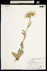 Image of Saussurea amara