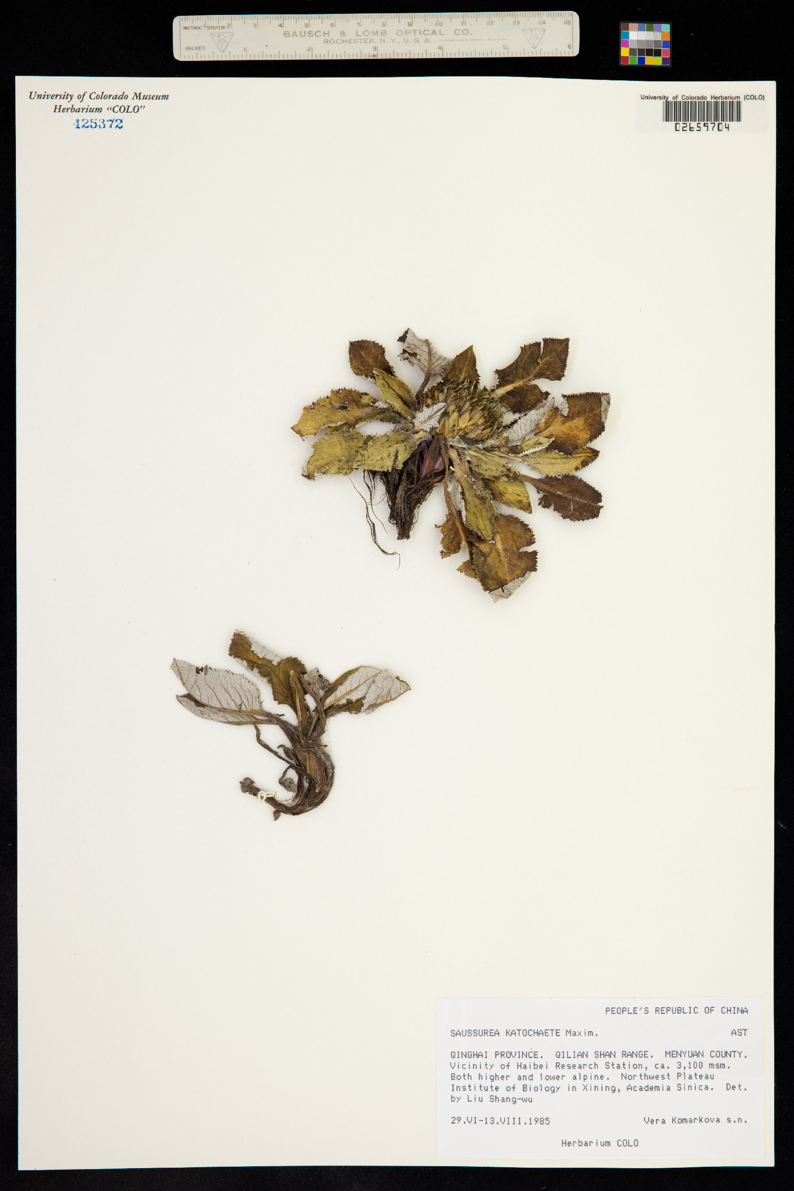 Saussurea katochaete image