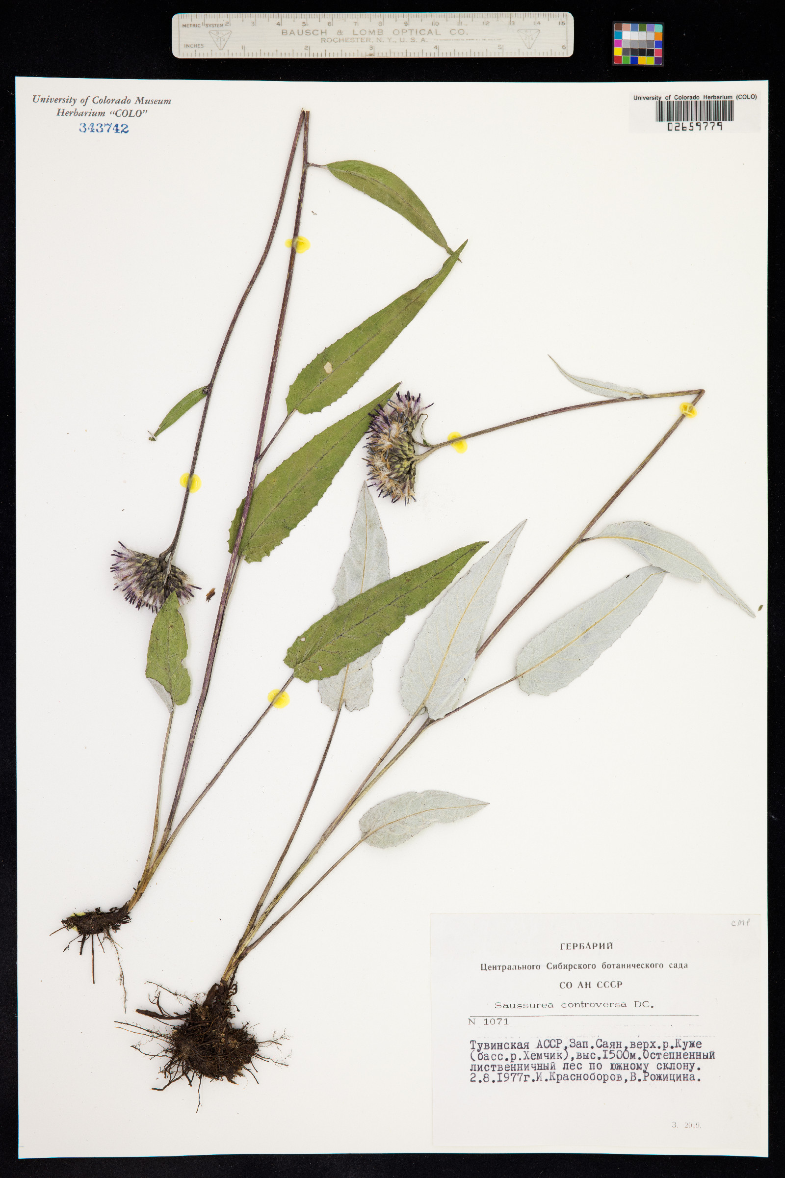Saussurea controversa image