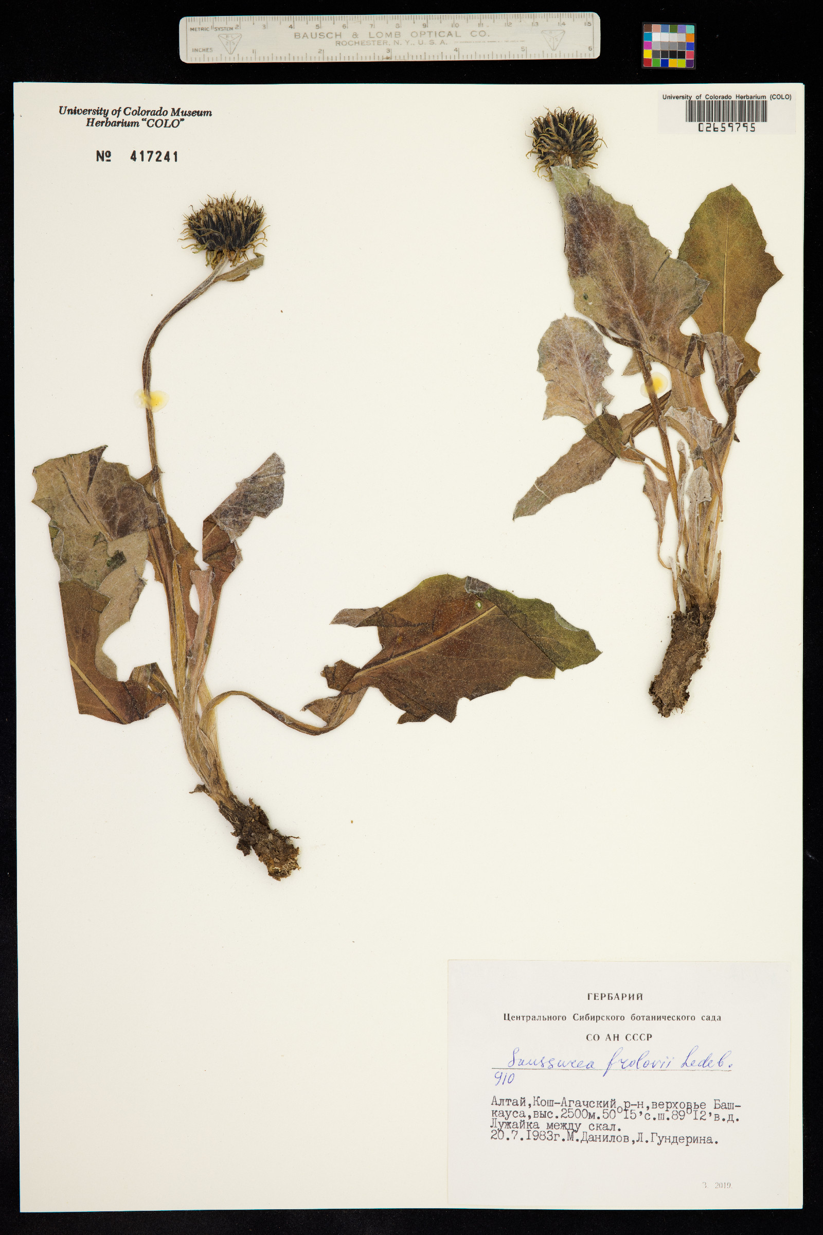 Dolomiaea frolowii image