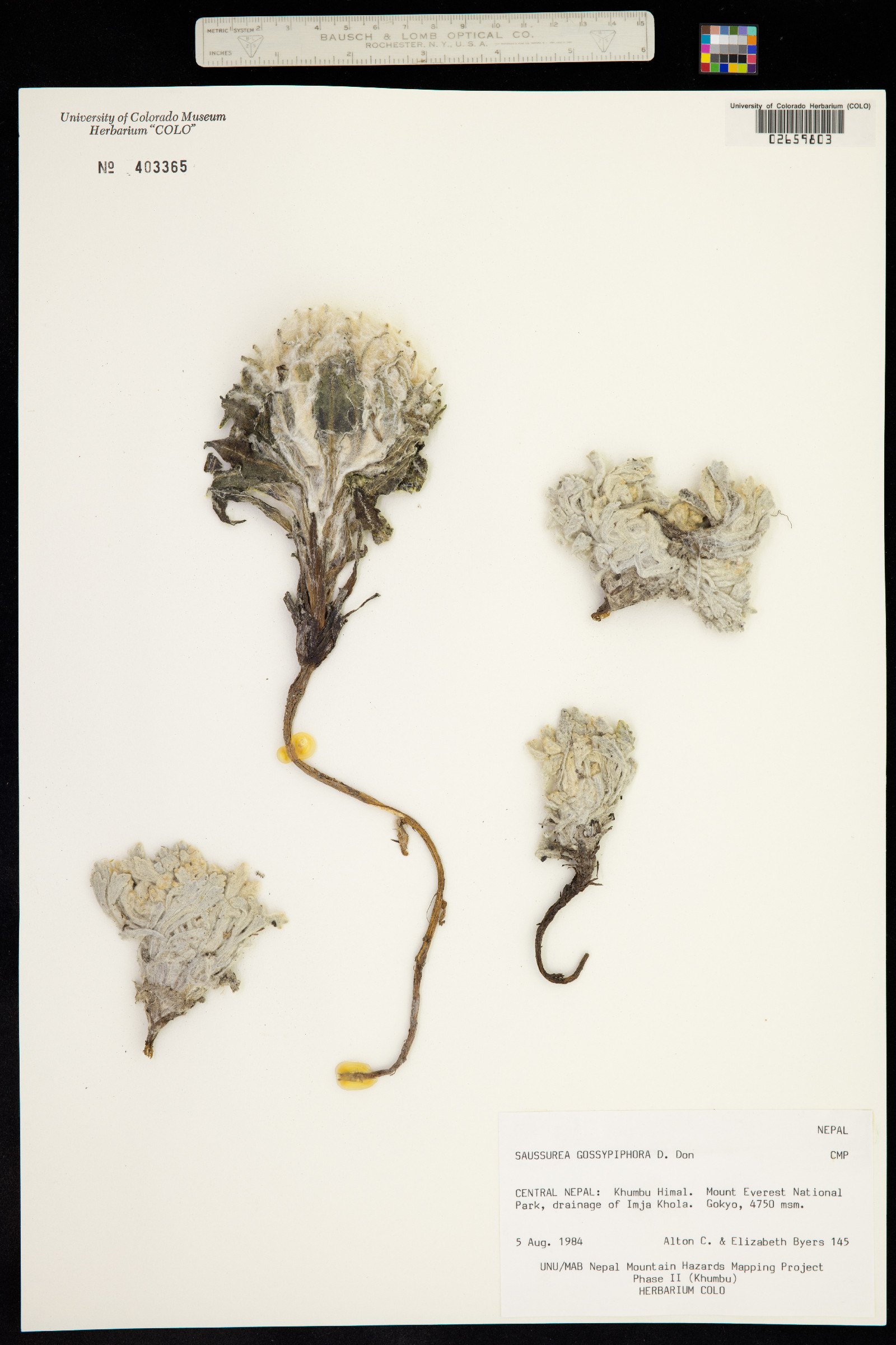 Saussurea laniceps image