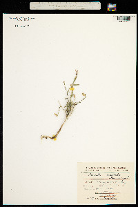 Lactuca orientalis image