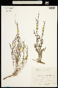 Lactuca orientalis image