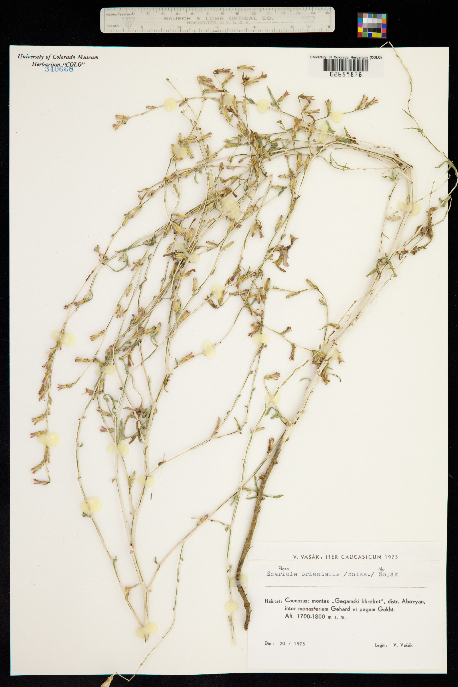 Lactuca orientalis image