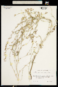 Lactuca orientalis image