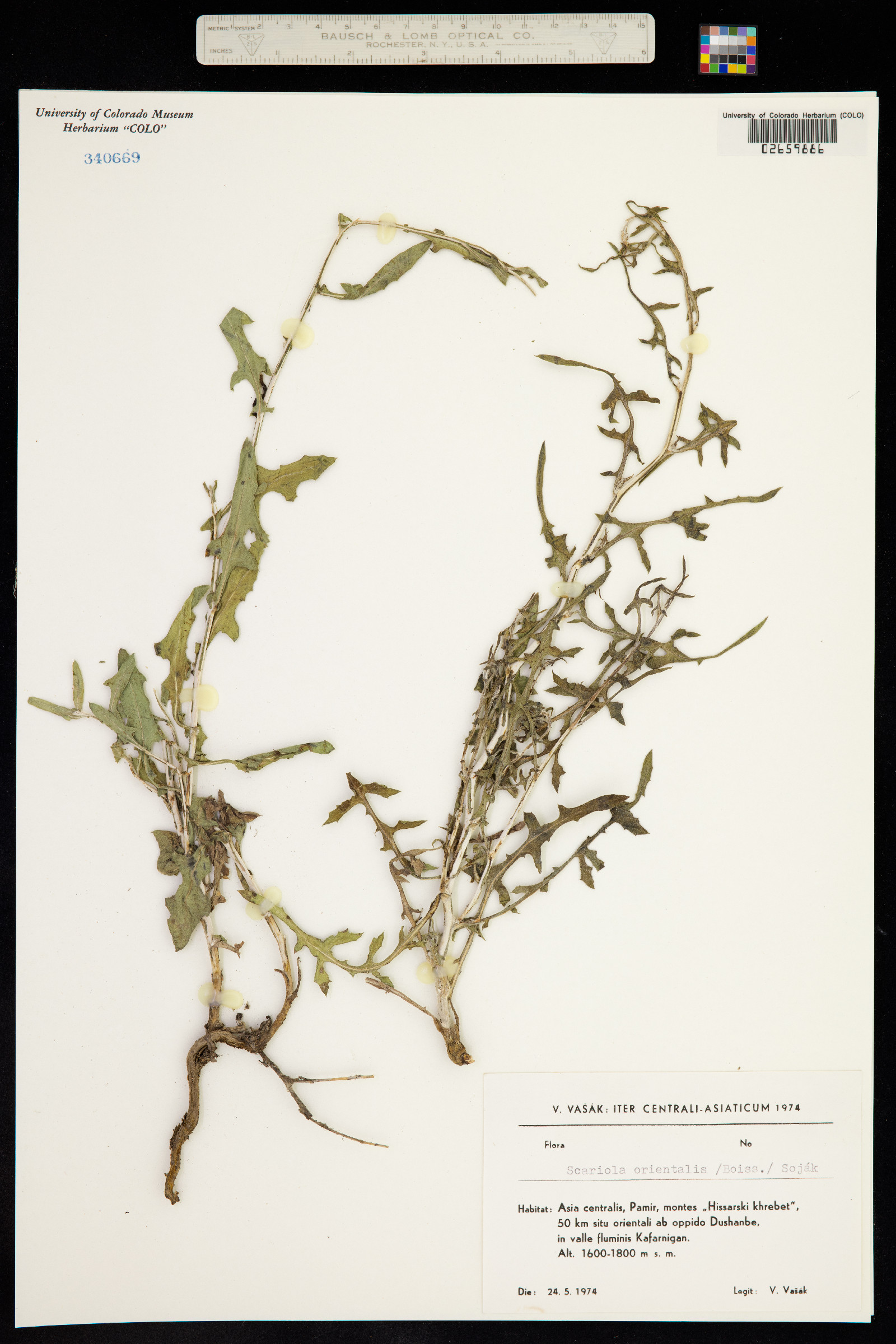 Lactuca orientalis image