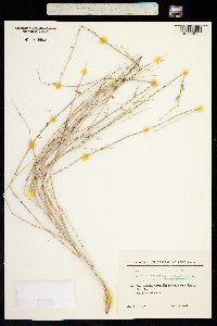 Lactuca orientalis image
