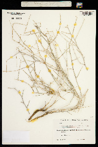 Lactuca orientalis image