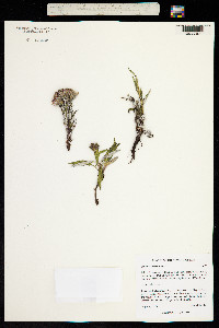 Image of Saussurea tilesii