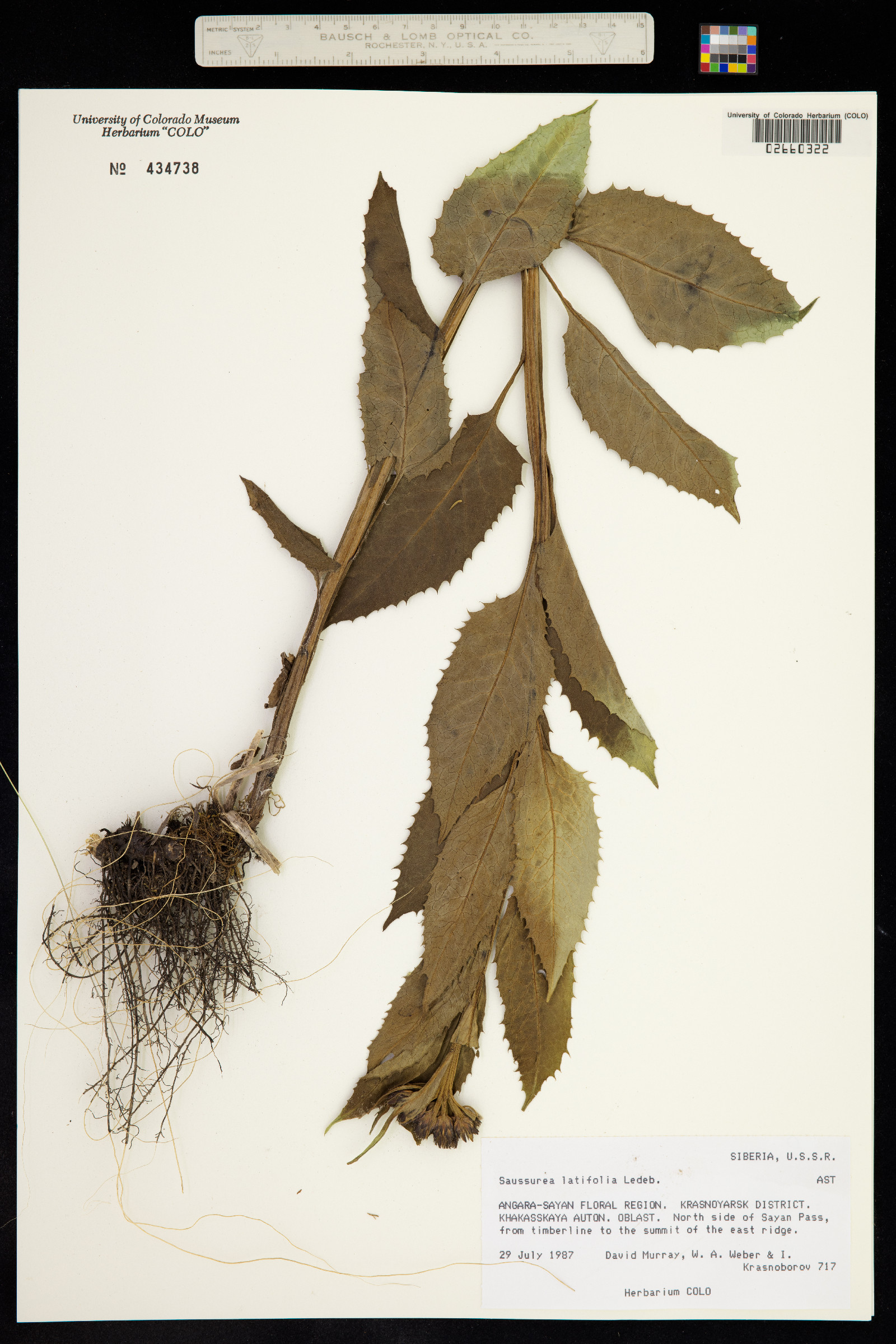 Saussurea latifolia image