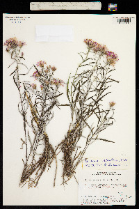 Saussurea salicifolia image