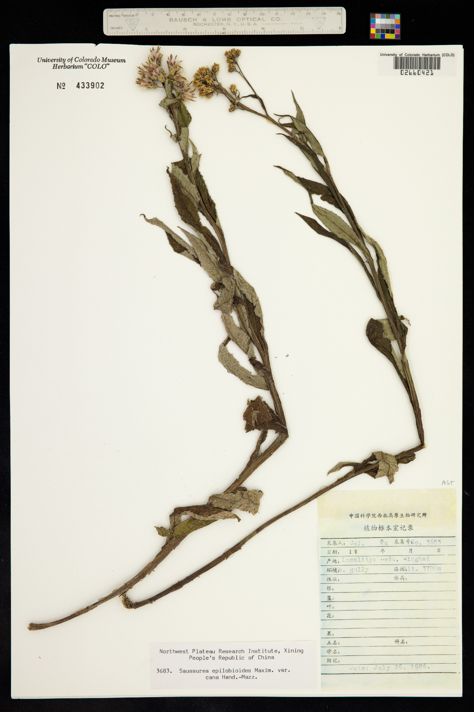 Saussurea epilobioides image