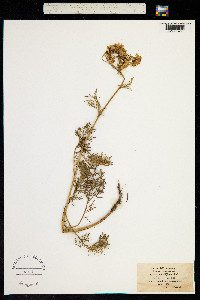 Jacobaea adonidifolia image