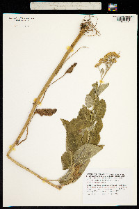 Jacobaea alpina image