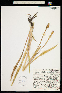 Scorzonera parviflora image