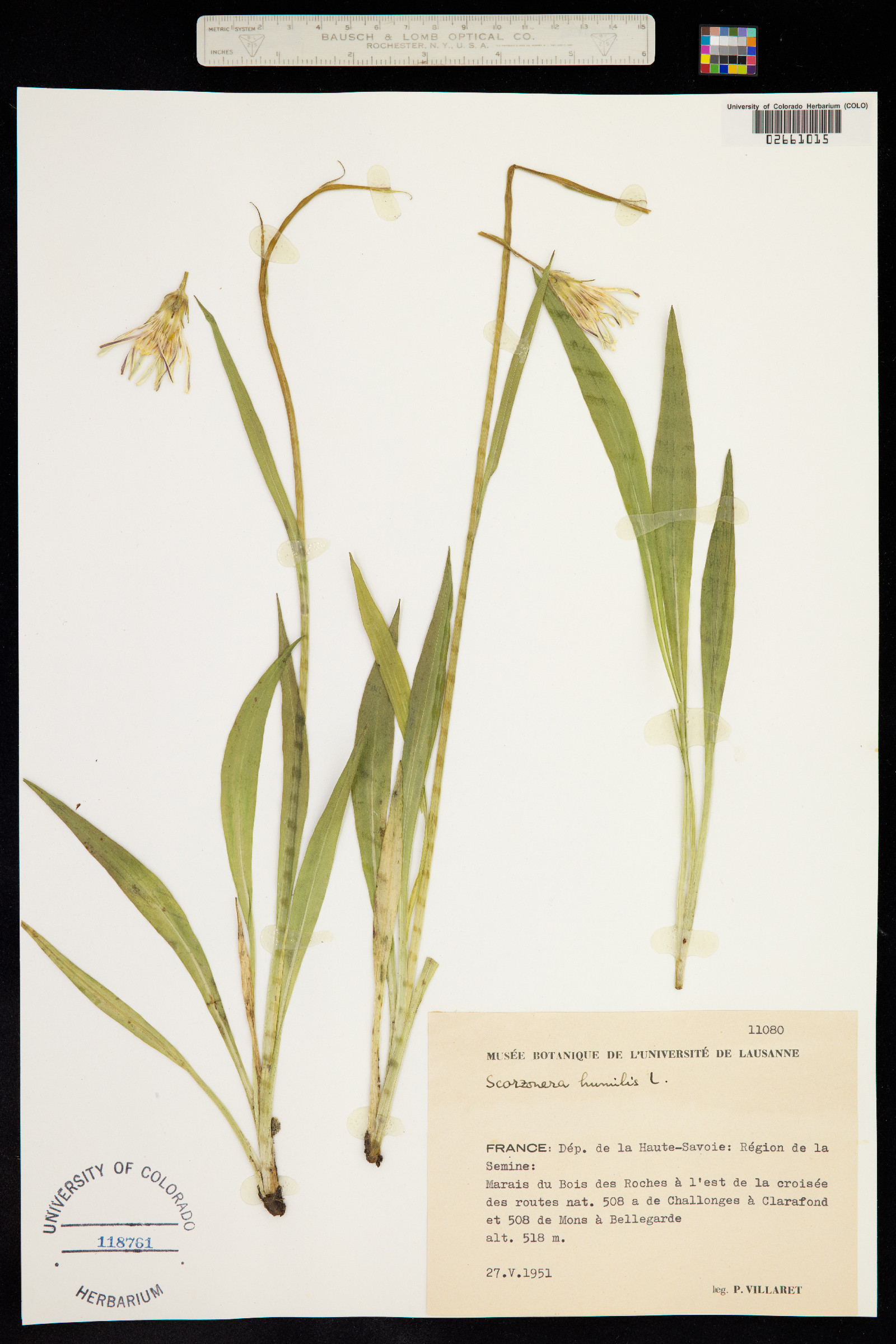 Scorzonera humilis image
