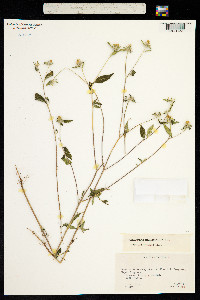 Sclerocarpus phyllocephalus image