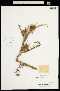 Image of Scolymus grandiflorus