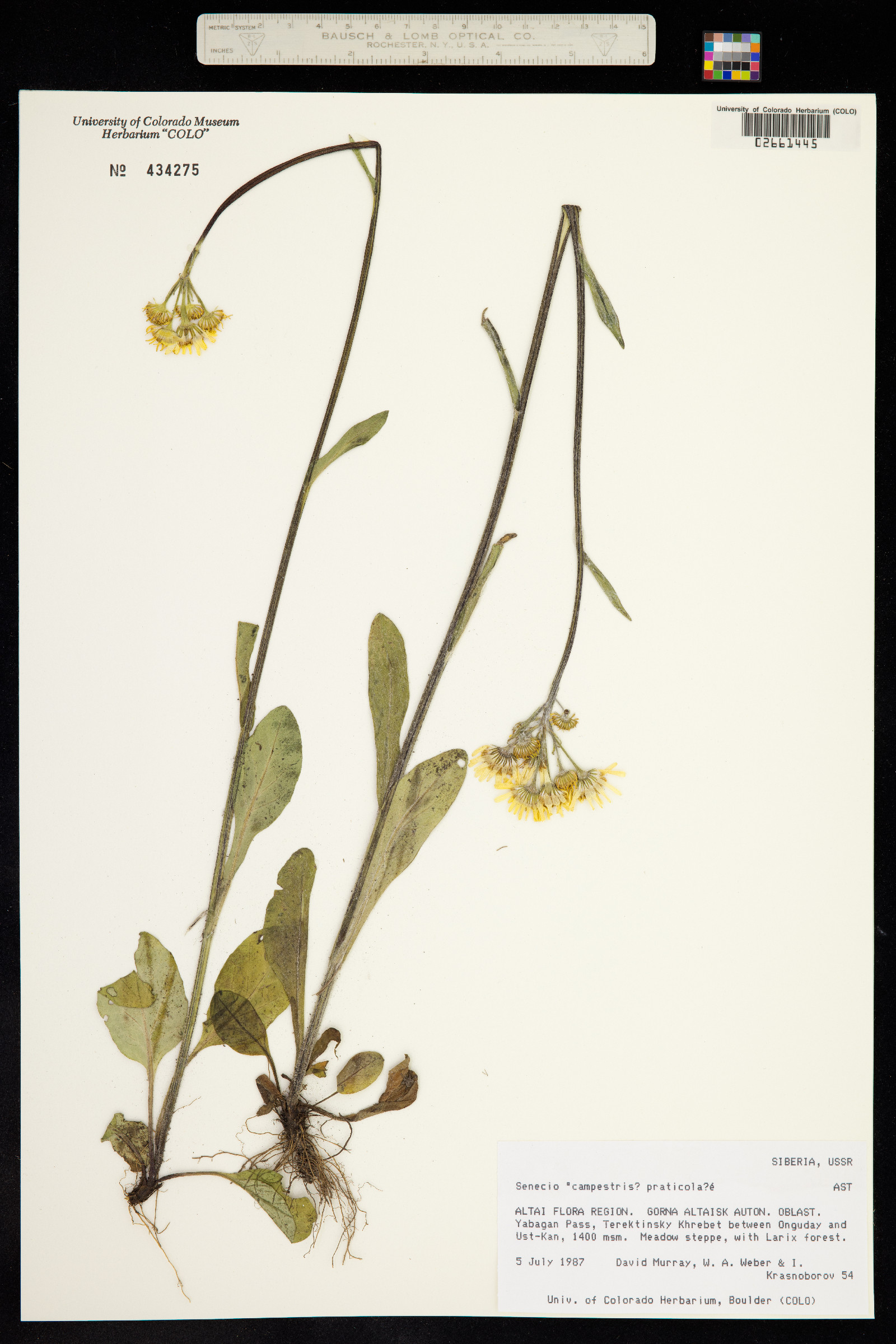 Tephroseris integrifolia image
