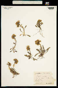 Jacobaea incana subsp. carniolica image