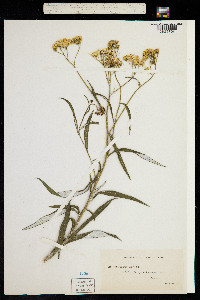 Senecio australis image