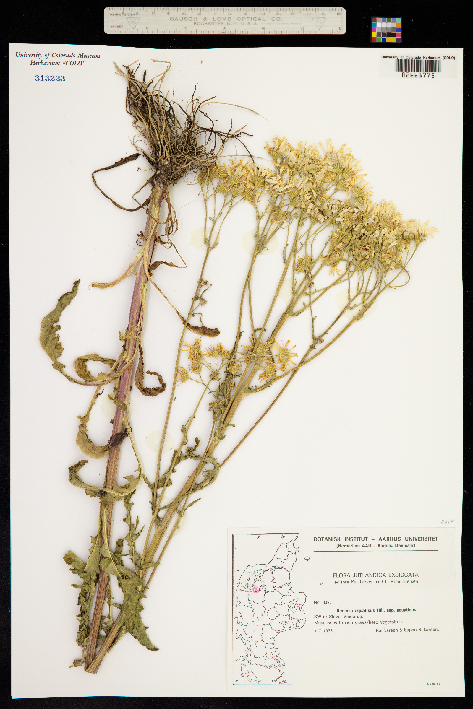 Senecio aquaticus image