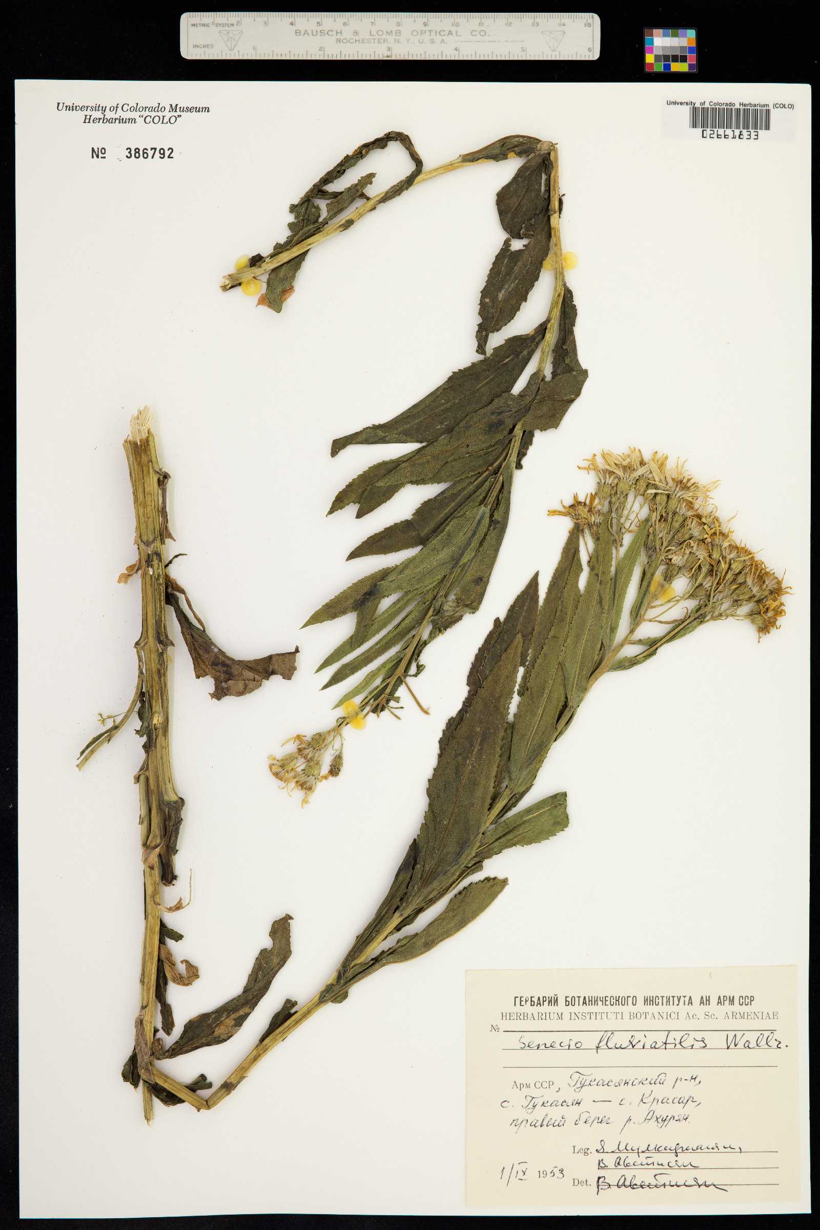 Senecio sarracenicus image
