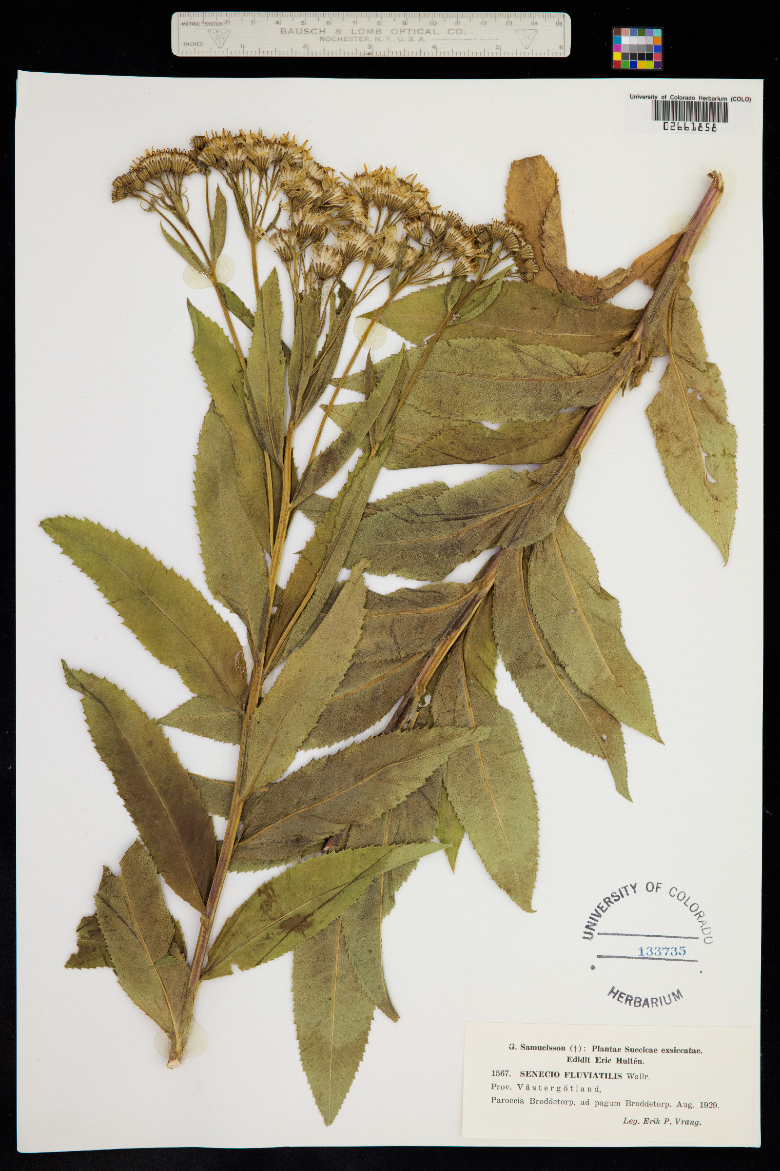 Senecio sarracenicus image