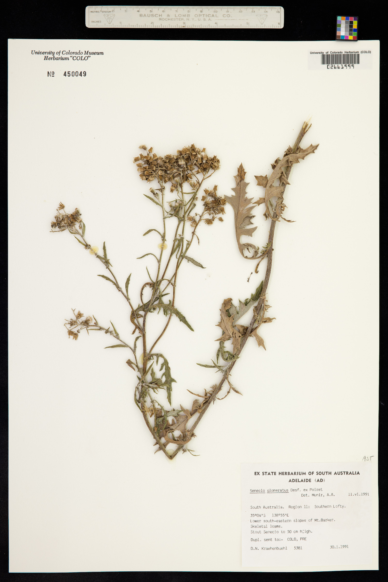 Senecio glomeratus image