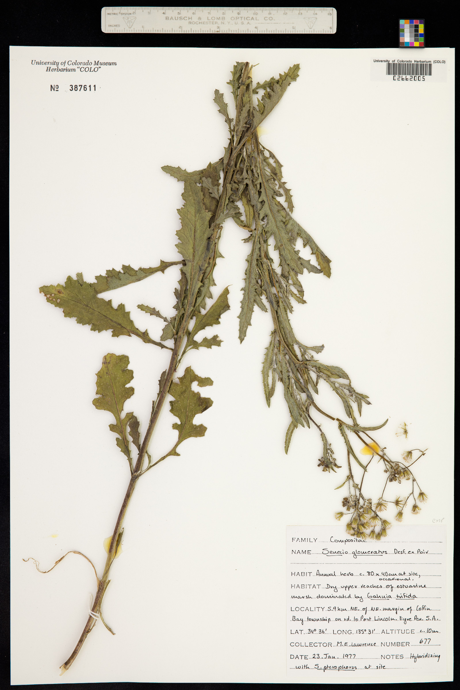 Senecio glomeratus image