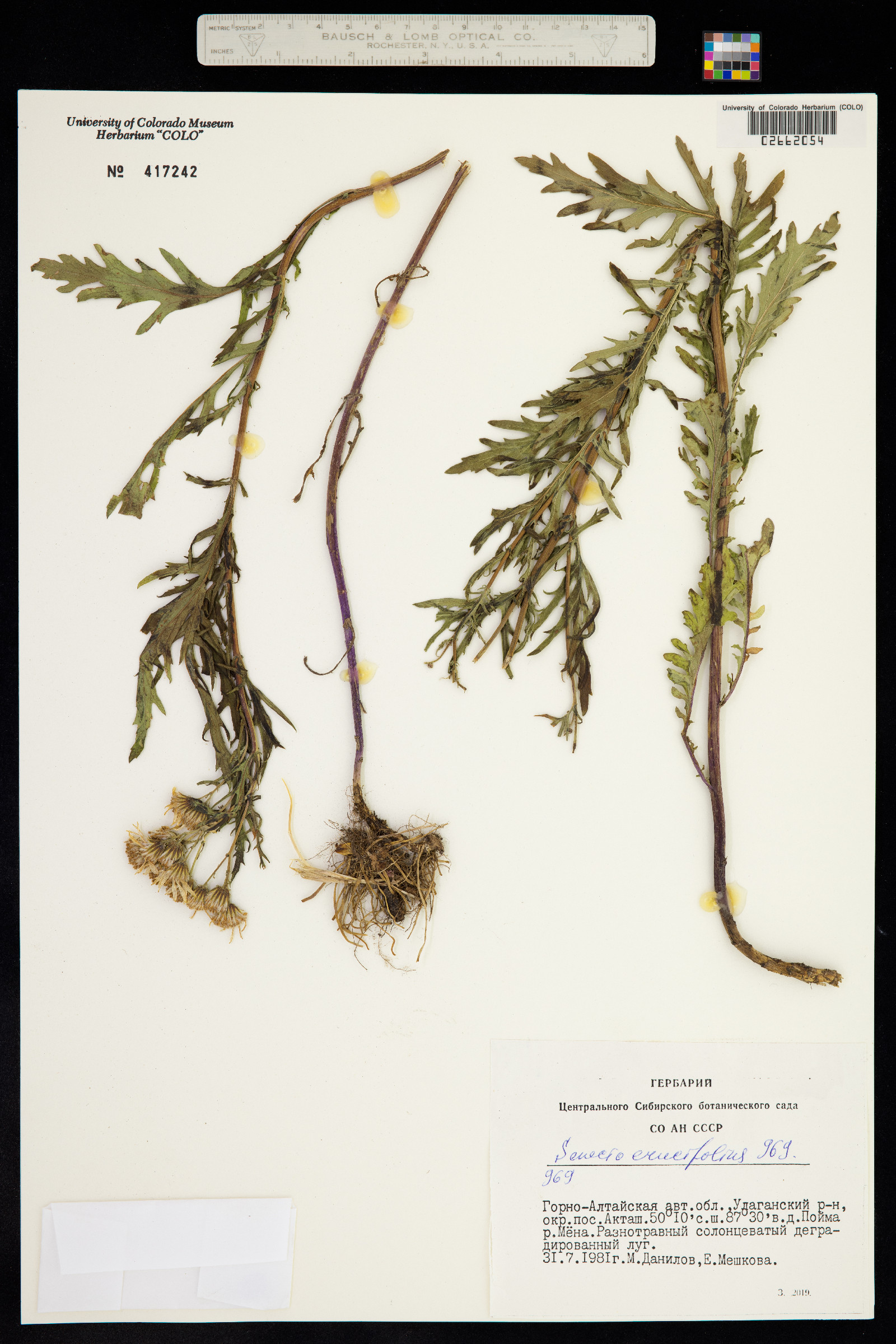 Senecio erucifolius image