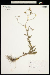 Senecio erraticus image