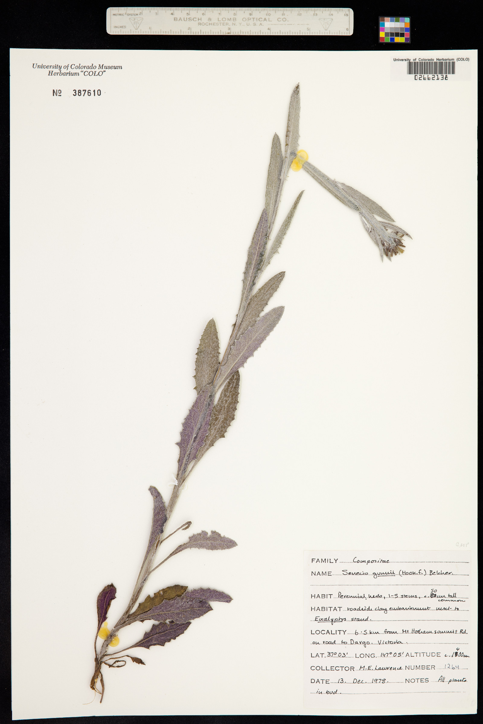 Erechtites gunnii image