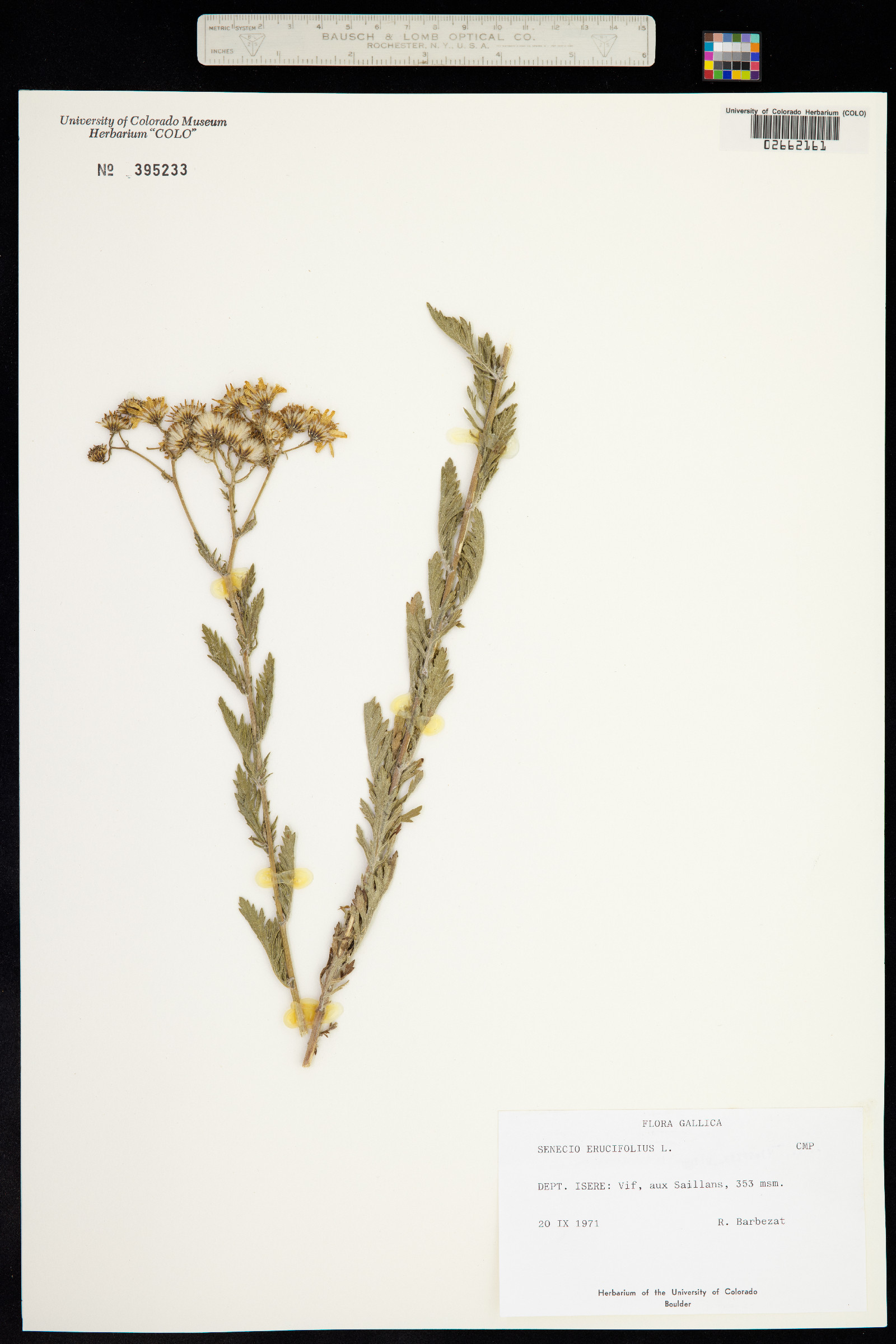 Senecio erucifolius image