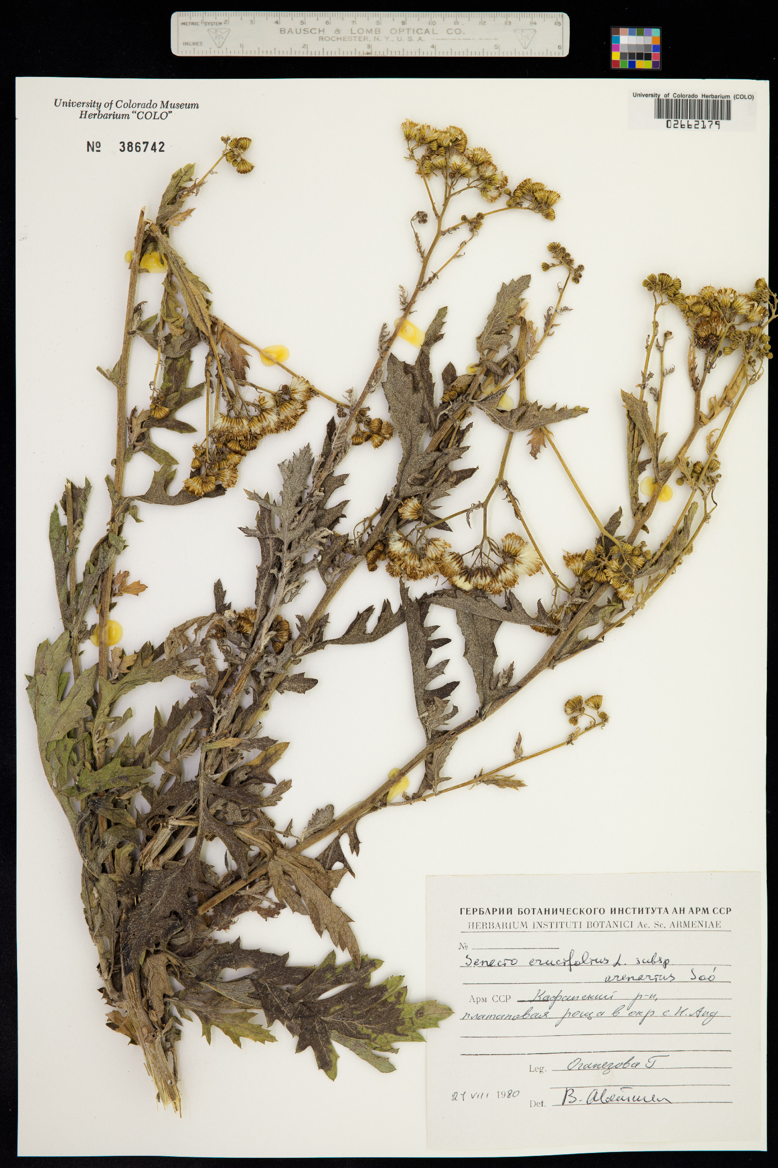 Senecio erucifolius image