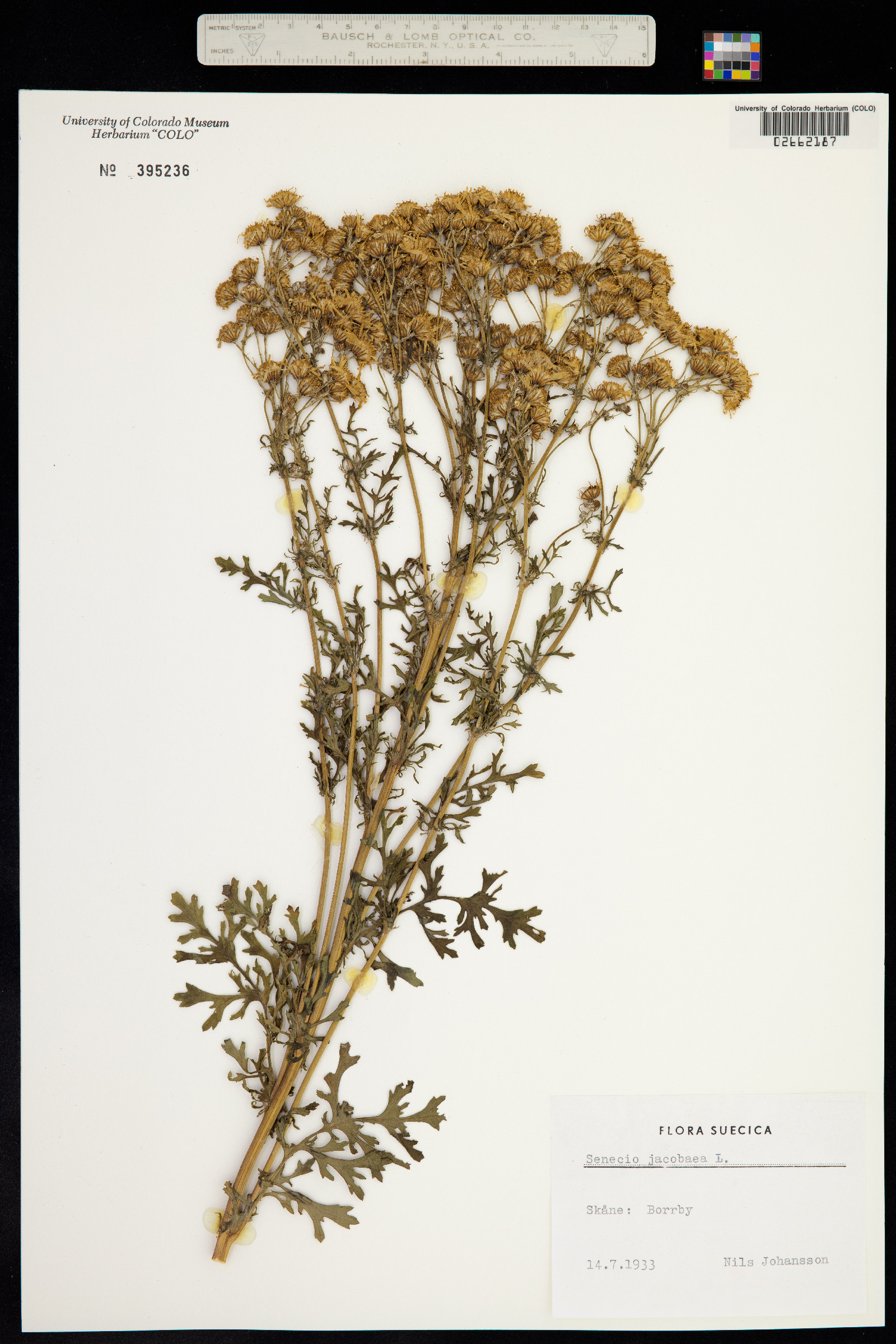 Senecio erucifolius image