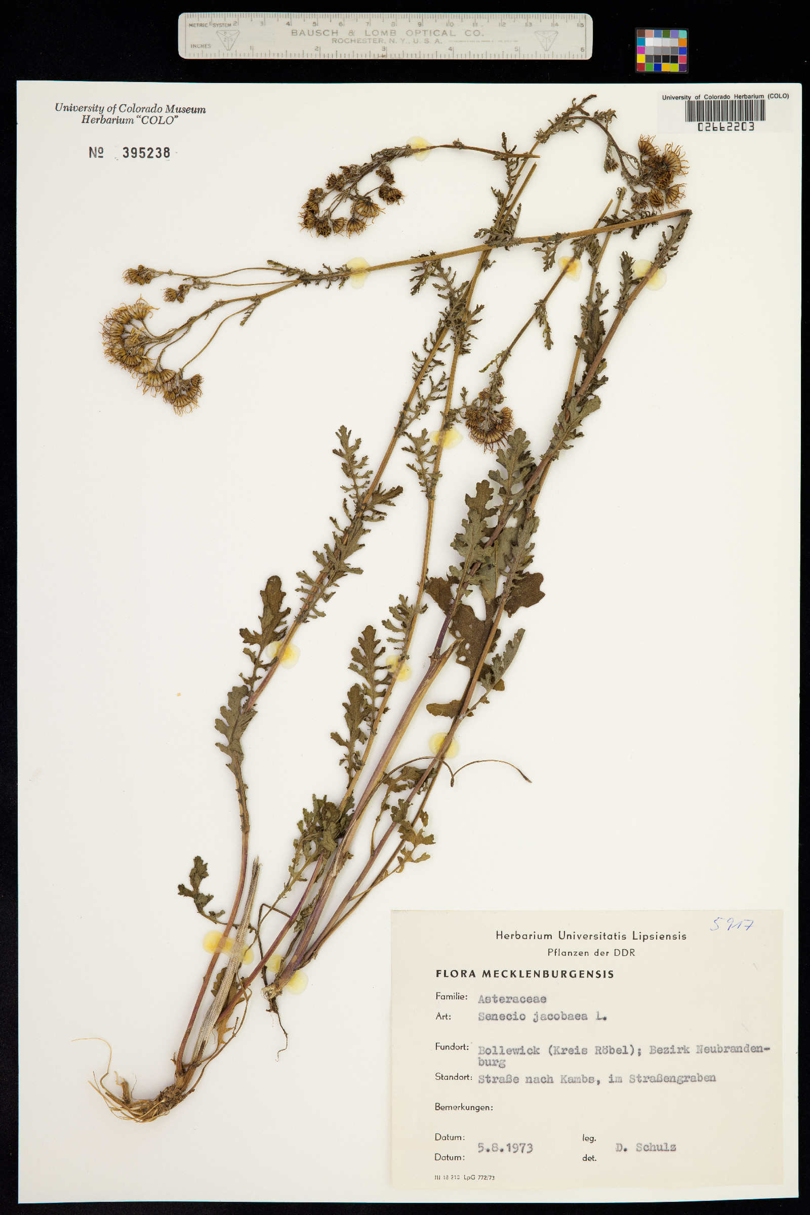 Senecio erucifolius image