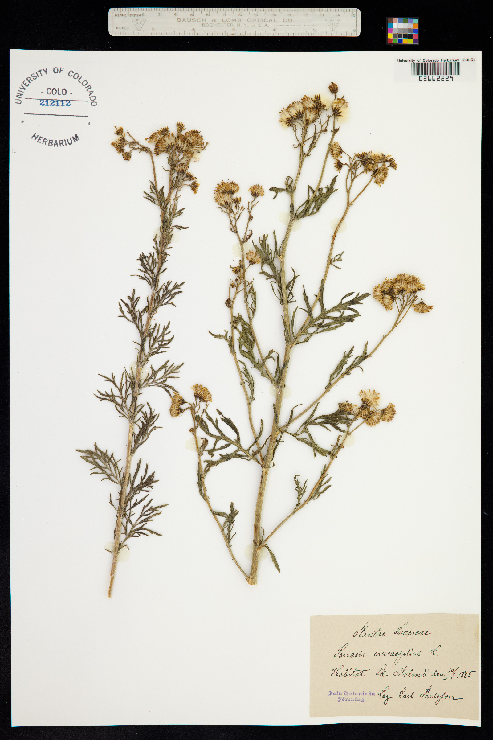 Senecio erucifolius image