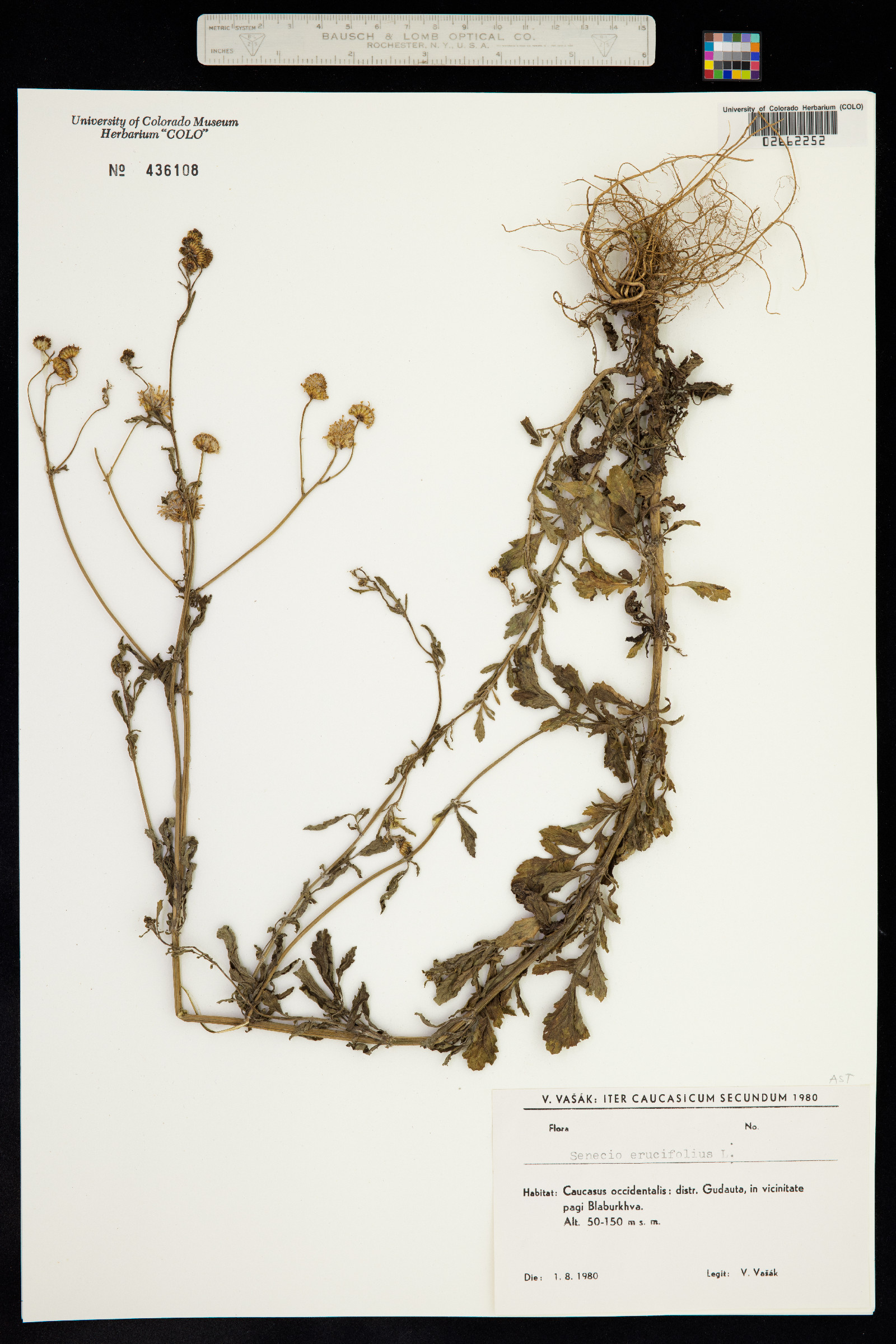 Senecio erucifolius image