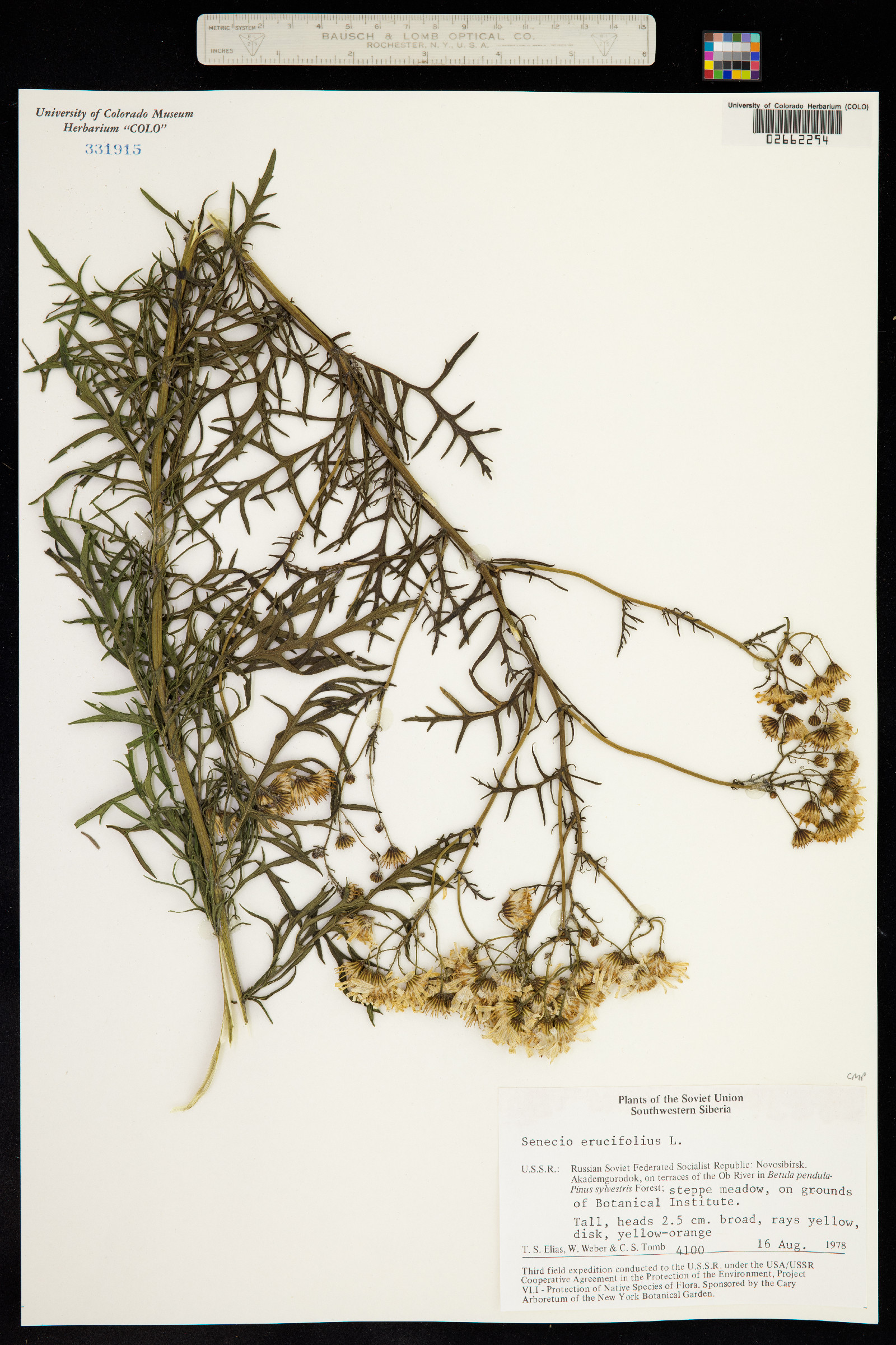 Senecio erucifolius image