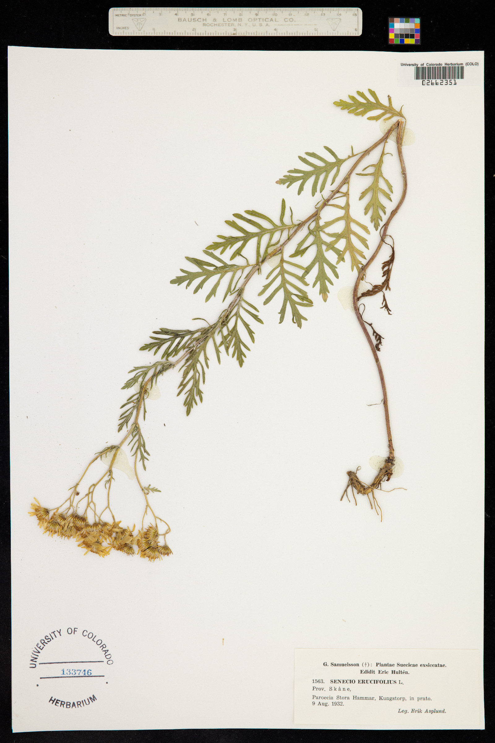 Senecio erucifolius image