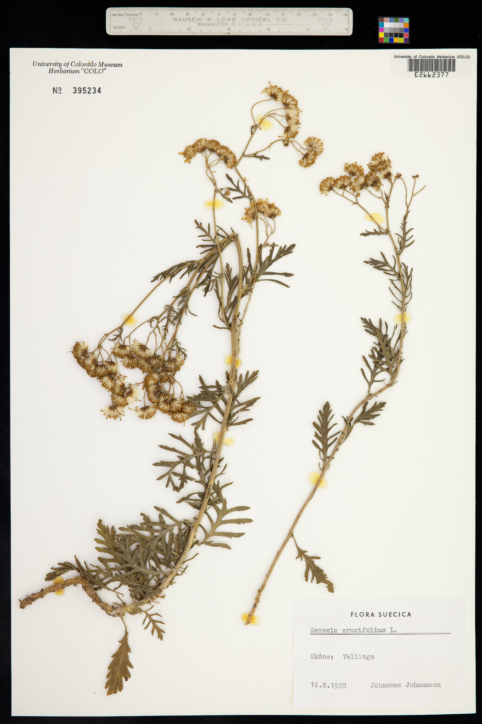 Senecio erucifolius image