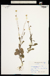 Image of Emilia discifolia