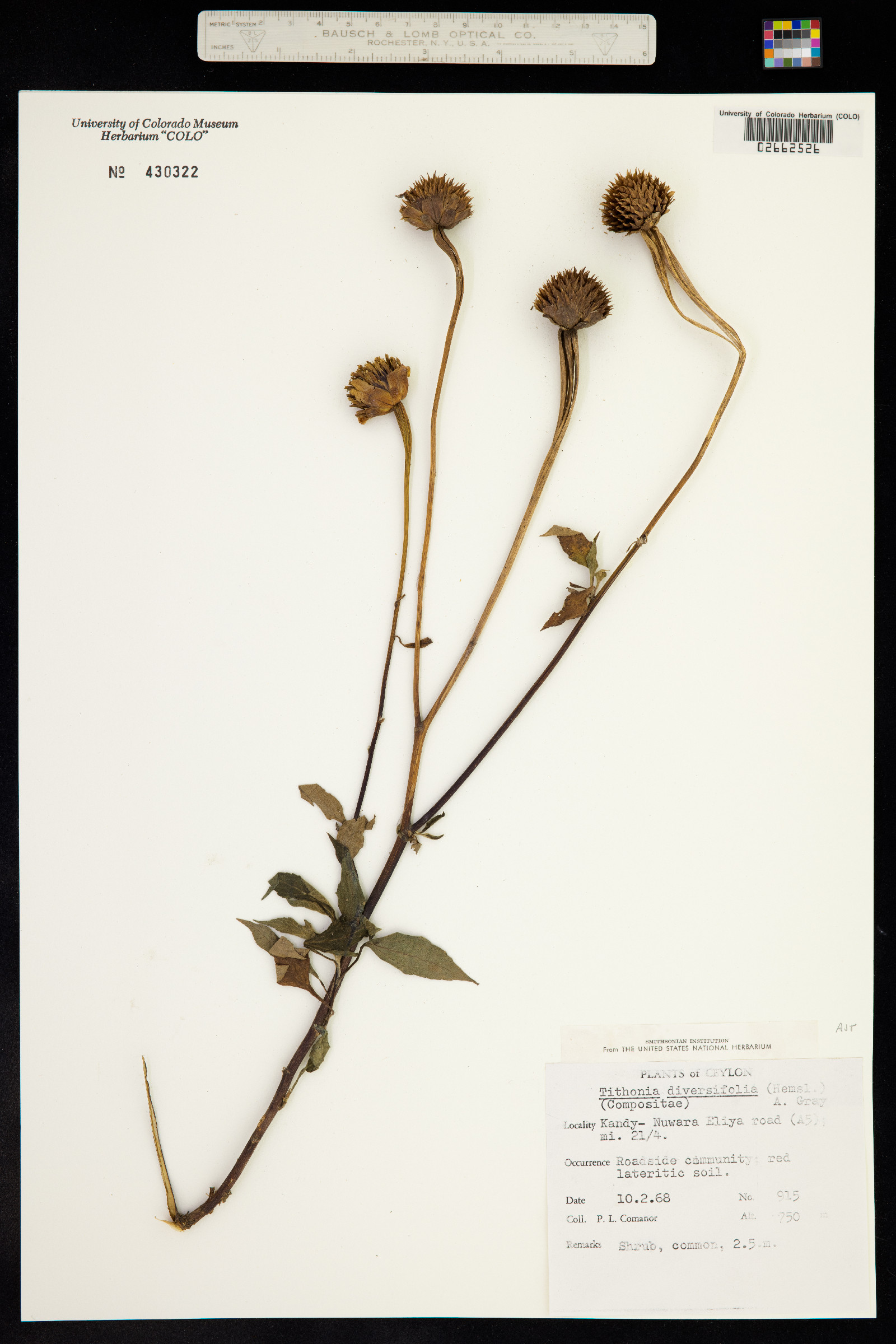 Tithonia diversifolia image