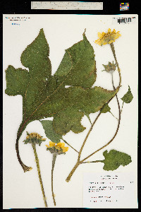 Image of Tithonia rotundifolia