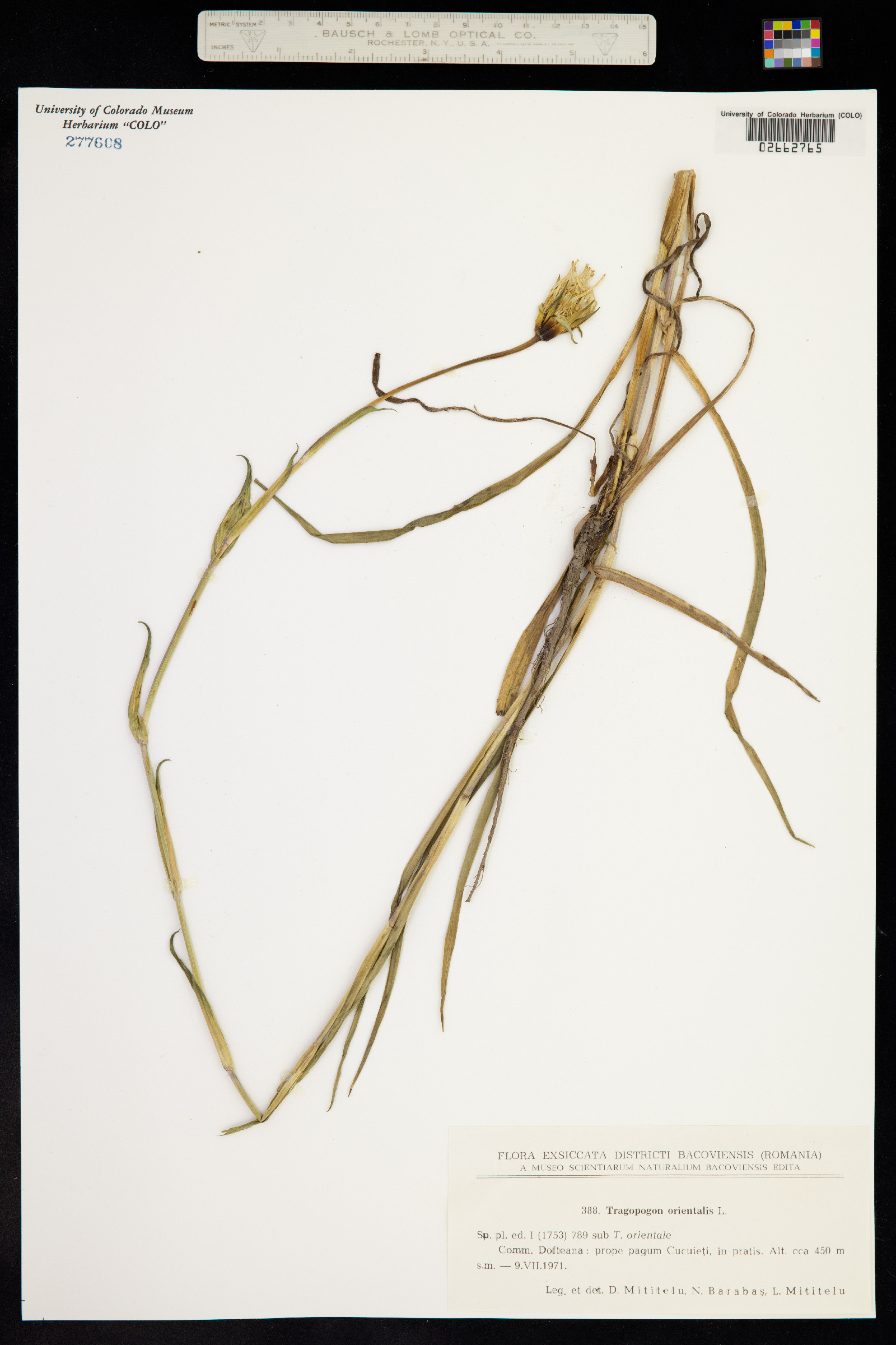 Tragopogon pratensis image