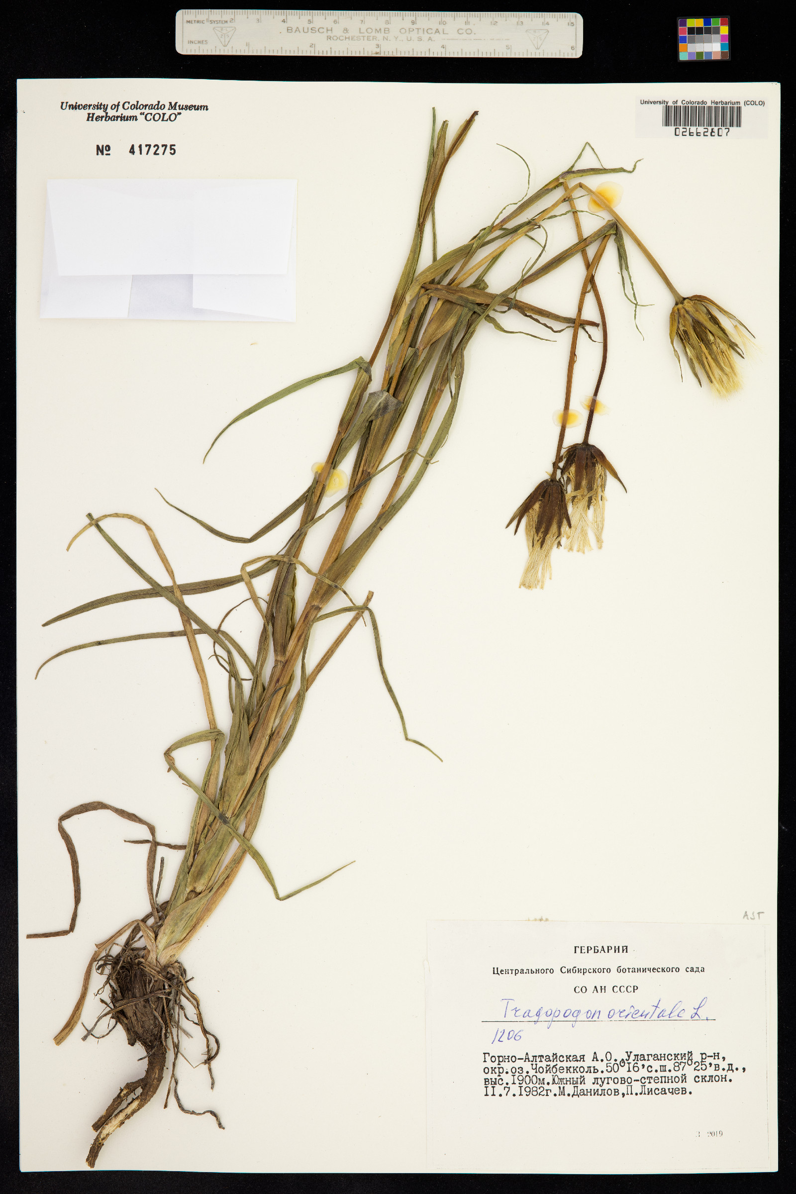 Tragopogon pratensis image