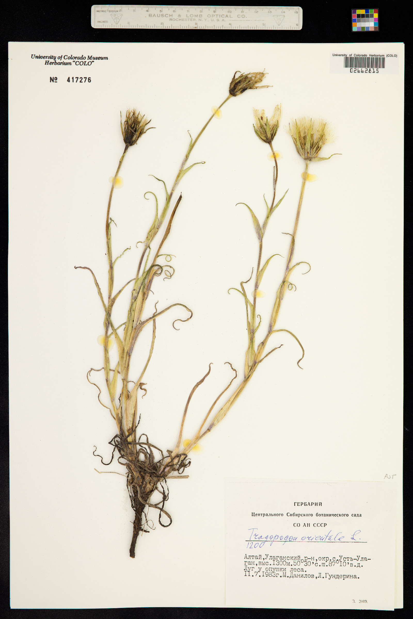 Tragopogon pratensis image