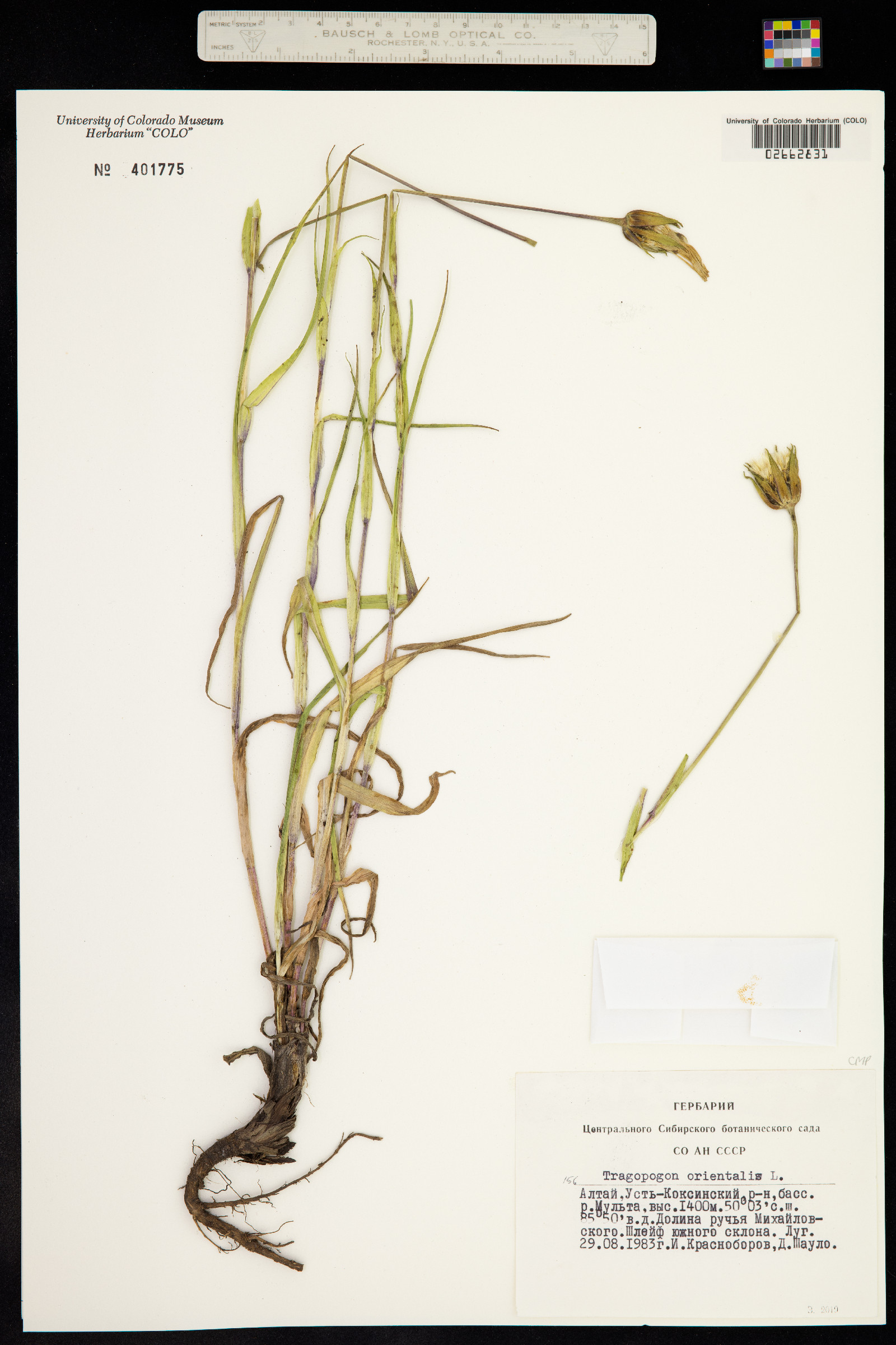 Tragopogon pratensis image